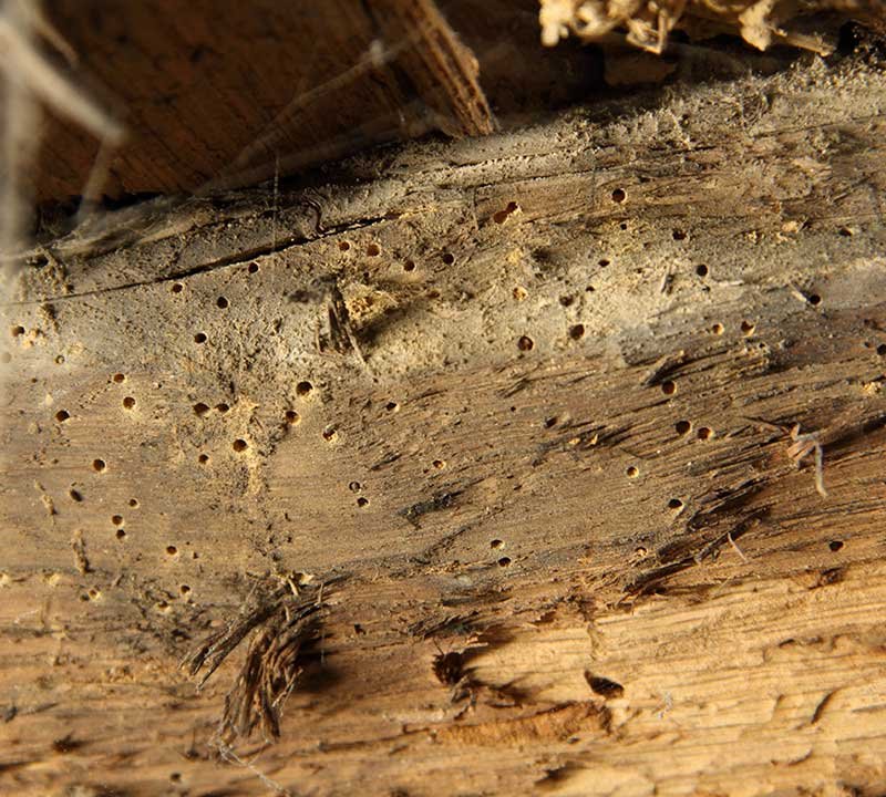 traitement bois charpente Bormes les mimosas